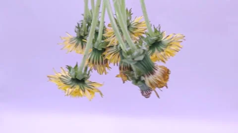 Yellow dandelions sway upside down Stock Footage 334812159