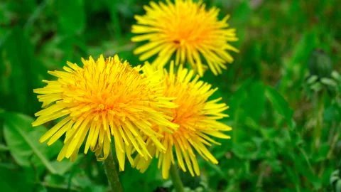 Yellow dandelions sway in the wind. Spring sunny day. Stock Footage 108302421