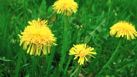 Yellow dandelions sway in the wind. Spring sunny day. Stock Footage 108302479