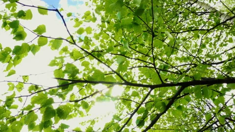 Yellow dandelions sway in the wind. Spring sunny day. Vídeo Stock 108304298