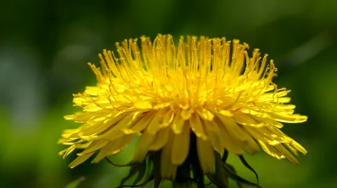 Yellow dandelions in the wind Stock Footage 49722582