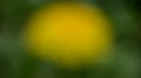 Yellow dandelions in the wind Stock Footage 50425895