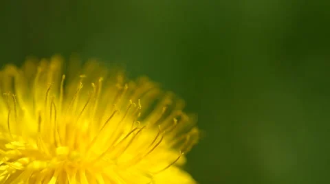 Yellow dandelions in the wind Stock Footage 50426008
