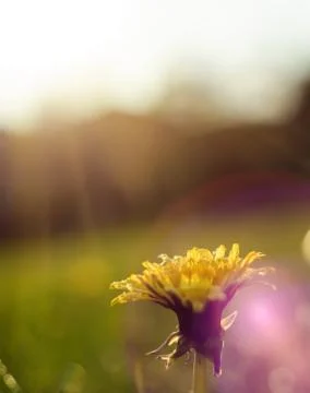 Yellow danedlion in soft front light on the blur background. Stock Photos