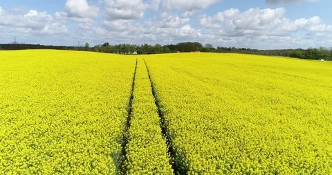 Yellow danish field Video stock 107647917
