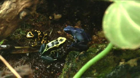 Yellow dart frog Stock Footage 494565