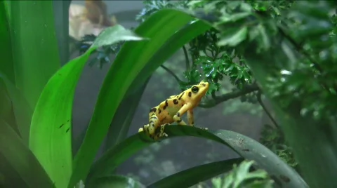 Yellow dart frog Видео 494583