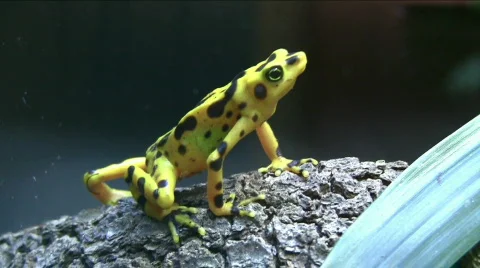 Yellow dart frog Видео 494585