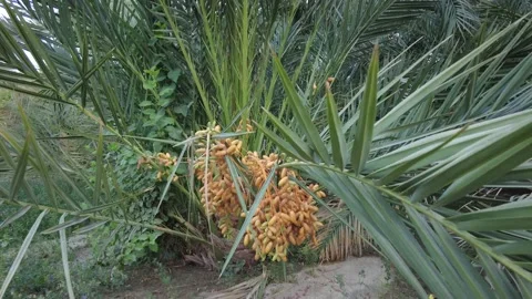Yellow date fruit on a palm tree 動画素材 159578087