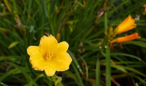Yellow day lilly Stock Photos
