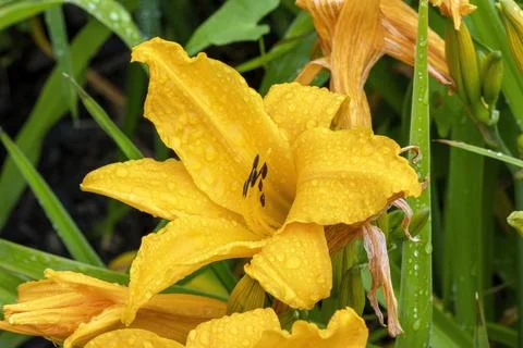 Yellow daylilly 스톡 사진