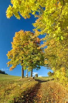 Yellow deciduous maple trees and cart road and crucifix Stock Photos