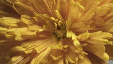 Yellow decorative chrysanthemum. Internal structure of flower. Macro shot. Stock Footage 293925543