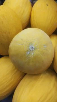 Yellow delicious melon Stock Photos