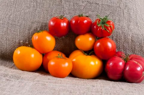 Yellow delicious tomatoes on a private plot Stock Photos