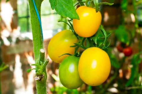 Yellow delicious tomatoes on a private plot Stock Photos