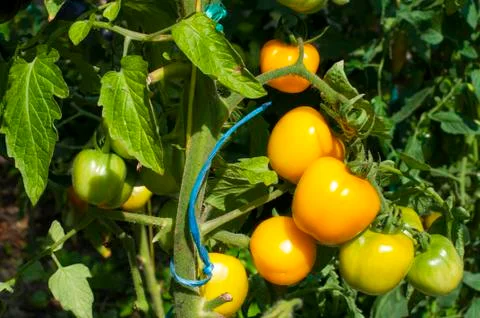 Yellow delicious tomatoes on a private plot Stock Photos