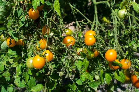 Yellow delicious tomatoes on a private plot Stock Photos