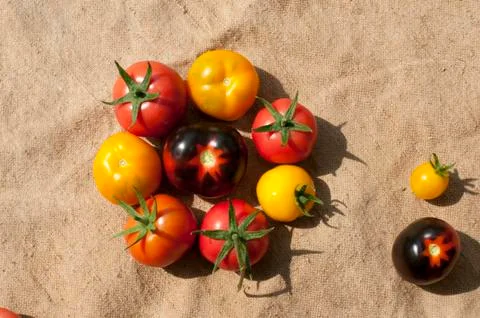 Yellow delicious tomatoes on a private plot Stock Photos