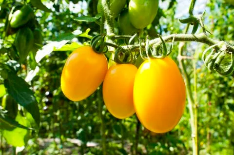 Yellow delicious tomatoes on a private plot Stock Photos