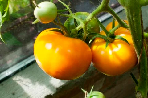 Yellow delicious tomatoes on a private plot Stock Photos