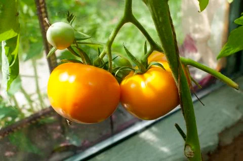 Yellow delicious tomatoes on a private plot Stock Photos