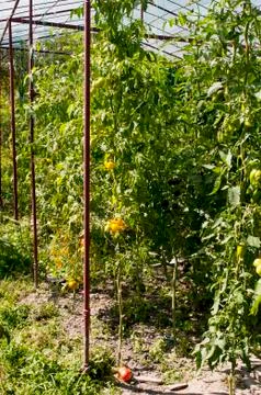 Yellow delicious tomatoes on a private plot Stock Photos