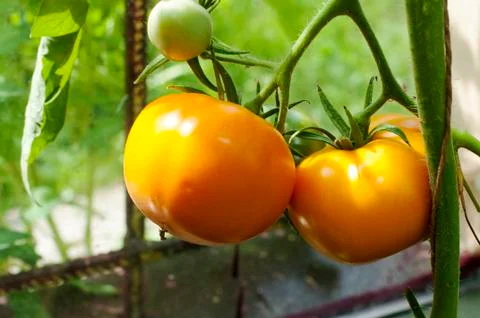 Yellow delicious tomatoes on a private plot Stock Photos