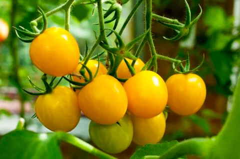 Yellow delicious tomatoes on a private plot Stock Photos