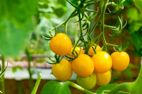Yellow delicious tomatoes on a private plot Stock Photos