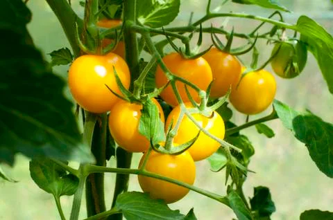 Yellow delicious tomatoes on a private plot Stock Photos