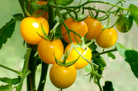 Yellow delicious tomatoes on a private plot Stock Photos