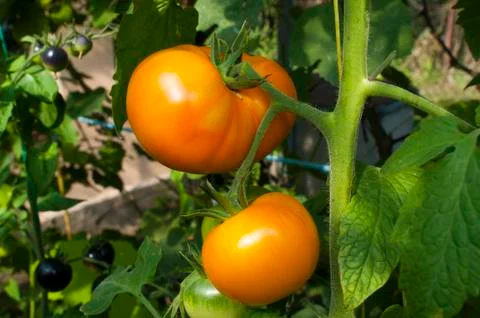 Yellow delicious tomatoes on a private plot Stock Photos
