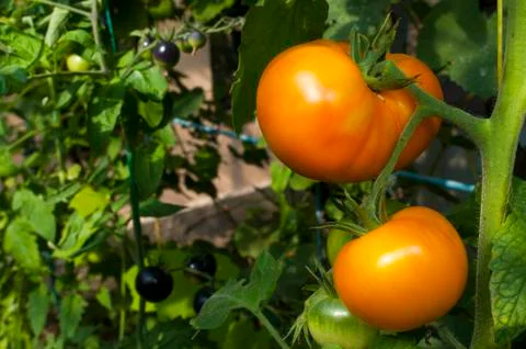 Yellow delicious tomatoes on a private plot Stock Photos