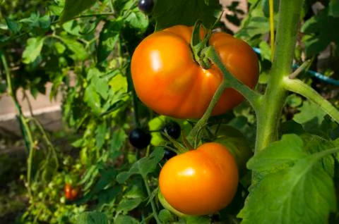 Yellow delicious tomatoes on a private plot Stock Photos