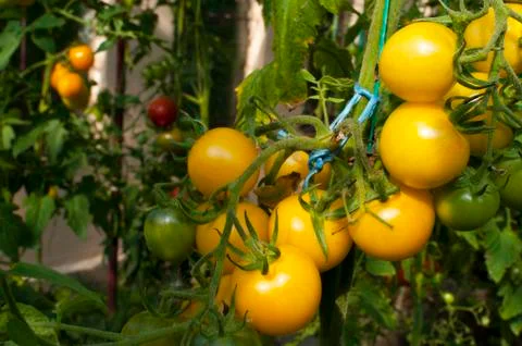 Yellow delicious tomatoes on a private plot Stock Photos