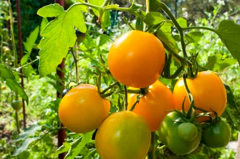 Yellow delicious tomatoes on a private plot Stock Photos