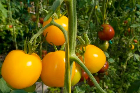 Yellow delicious tomatoes on a private plot Stock Photos