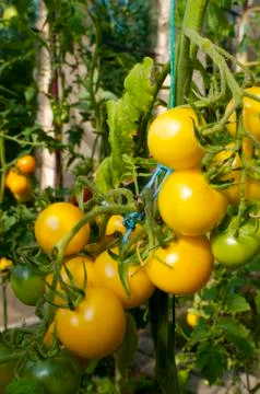 Yellow delicious tomatoes on a private plot Stock Photos