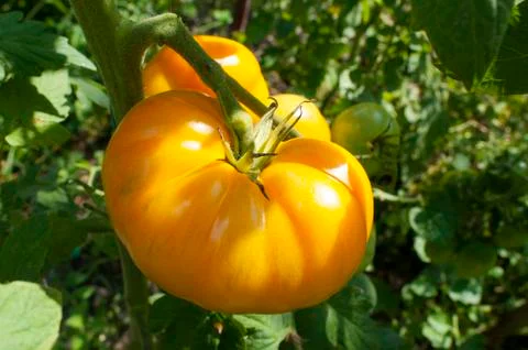 Yellow delicious tomatoes on a private plot Stock Photos