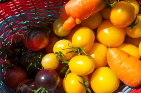Yellow delicious tomatoes on a private plot Stock Photos