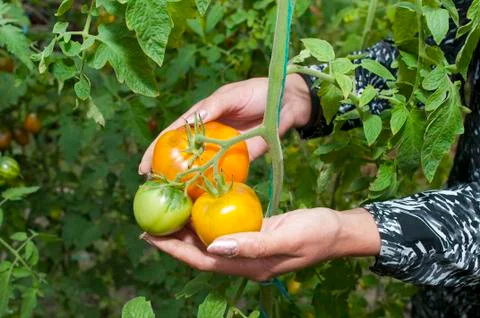 Yellow delicious tomatoes on a private plot Stock Photos