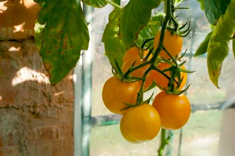 Yellow delicious tomatoes on a private plot Stock Photos