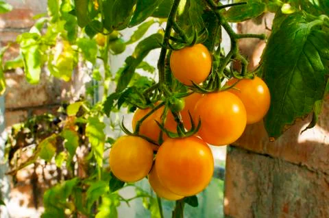 Yellow delicious tomatoes on a private plot Stock Photos