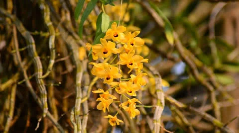 Yellow Dendrobium Stock-Footage 23721543