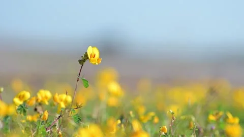 Yellow Dense-Flowered Smithia Smithia  blows in wind. Stock Footage 267883718
