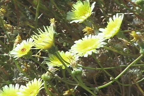 Yellow Desert Dandelion (Malacothrix glabrata) CU Stock Footage 282050