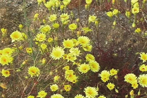 Yellow Desert Dandelion (Malacothrix glabrata) zoom Stock Footage 282055