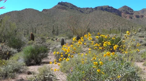 Yellow Desert Flowers in Bloom 스톡 동영상 22774261