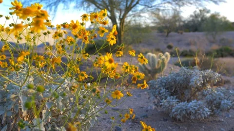 Yellow Desert Flowers Stock Footage 89785657